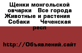 Щенки монгольской овчарки - Все города Животные и растения » Собаки   . Чеченская респ.